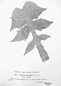 Puccinia maculosa image